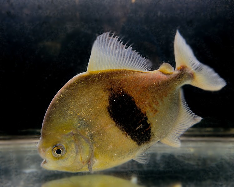 Black Barred Silver Dollar ~ 30cm